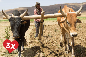 Oxen and Plough