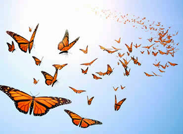 Monarch Butteflies