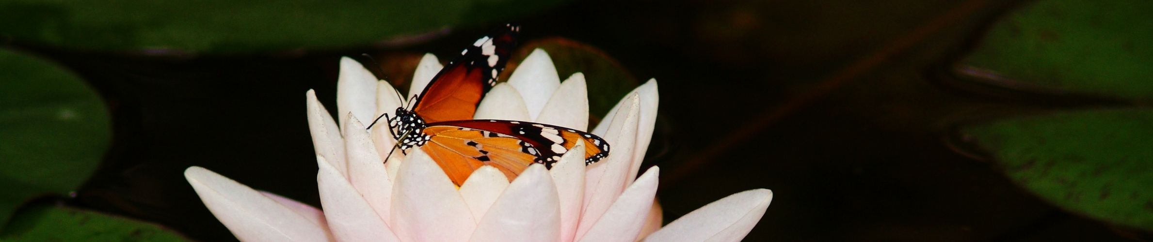 Butterfly on lotus flower